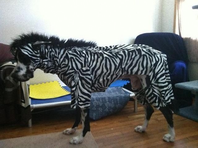 Zebra_e