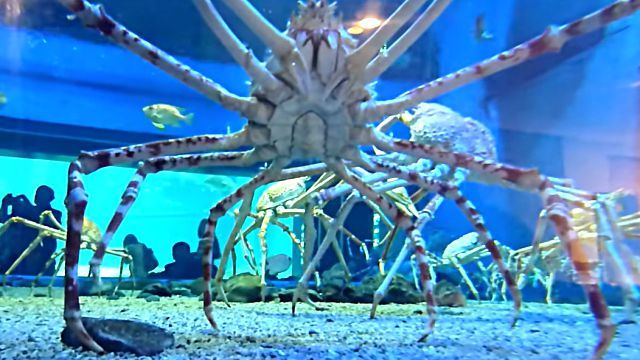 spidercrab5