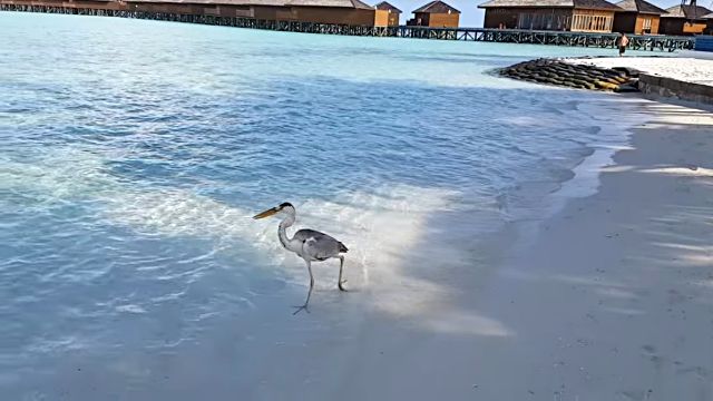 Maldives1