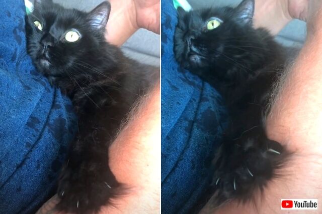 purecatlove5_640