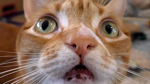 cancatseetheghost1