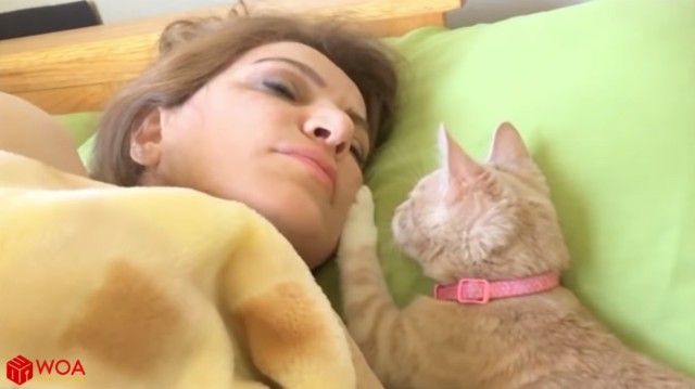 catsmorningcall0_e