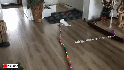 domino