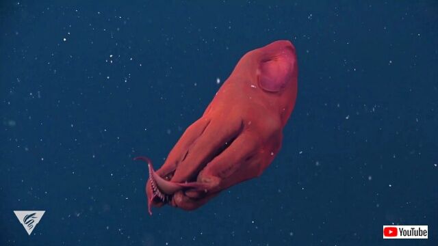 vampiresquid4_640