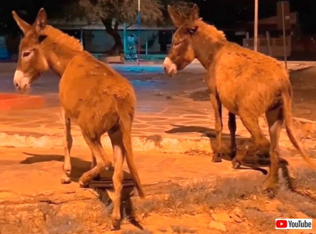 donkeysmove3_640