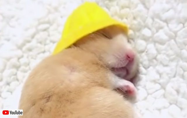 cutebabiiesvids2_640