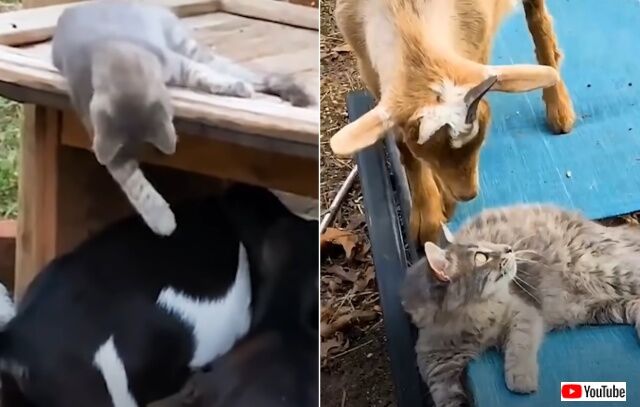 catngoat3_640