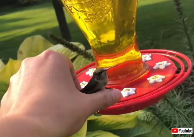 hummingbirdinmyhand1_batch
