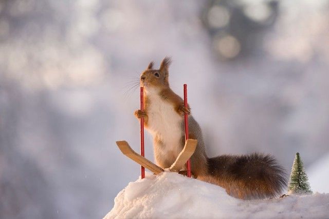 wintersportssquirrel4_e