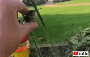 hummingbirdinmyhand
