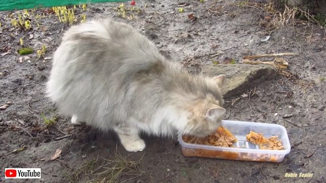 pregnantcat5_batch