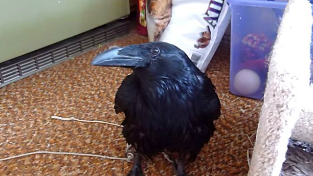raven6