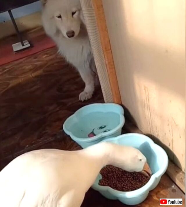 dogngoose5_640