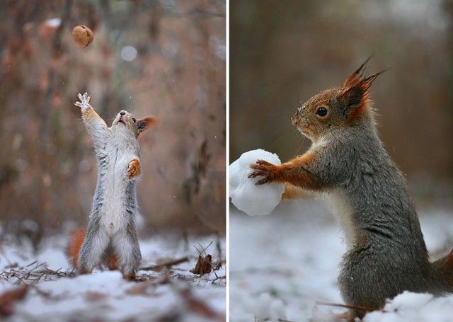 squirrel-photography-russia-vadim-trunov-17_e