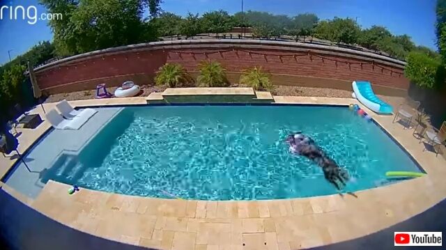 dognpool0_640