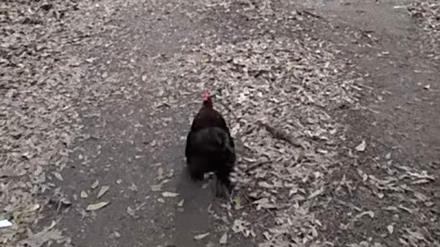 roosterfrog1_e