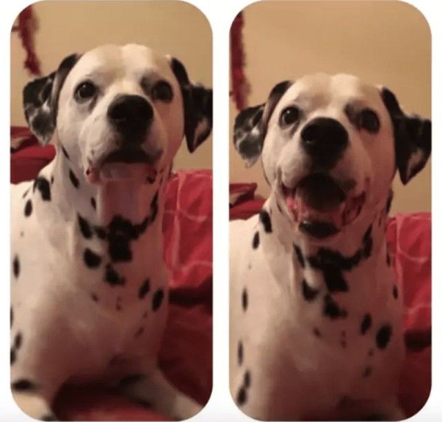 goodboy10_e