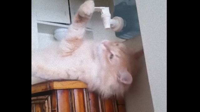cat-1_e