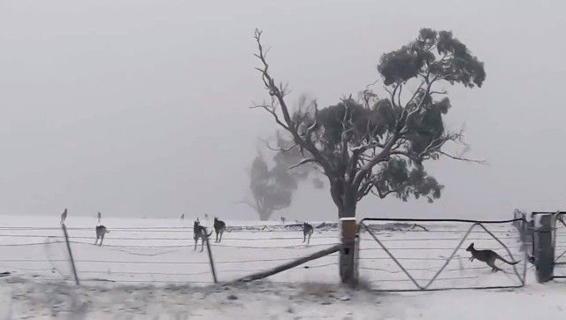 roosinsnow3_e