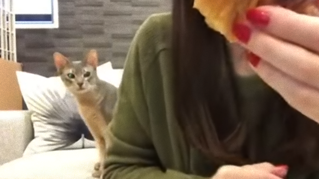 cat-5_e