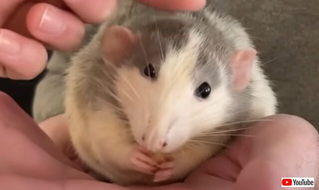 ネズミって実は子犬みたいに可愛かった！甘えん坊なファンシーラットのいる生活を見てみよう