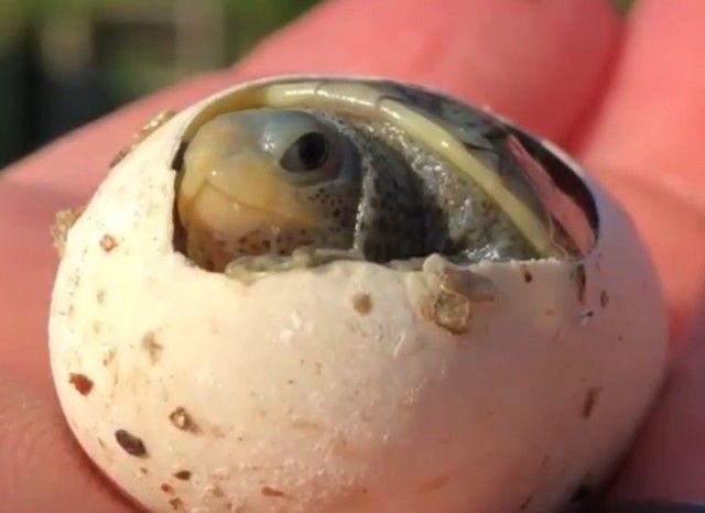 babyturtle2_e