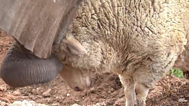 sheepnelephant7