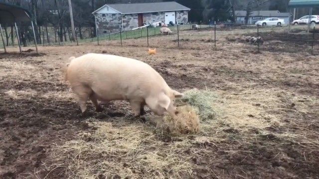 kindpig1_e
