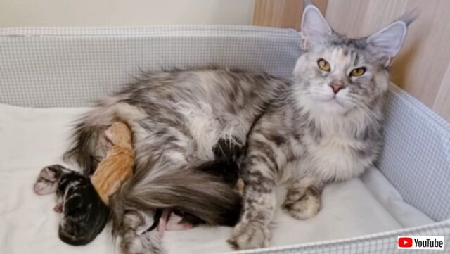 メインクーンの赤ちゃんが生まれたよ！母子ともに健康・可愛い5匹の子猫たちをお披露目