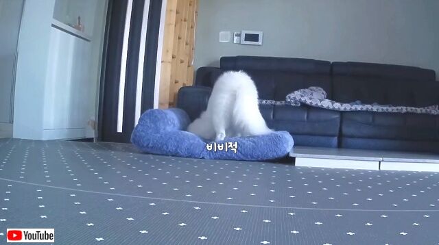 dognhisbed2_640