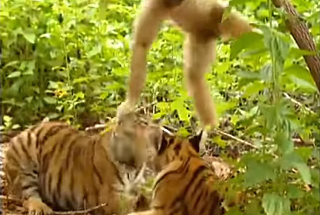 gibbon1