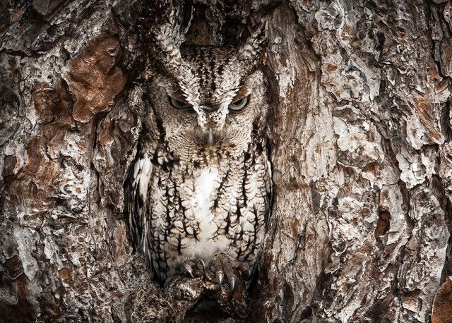 owl-photography-3__880_e