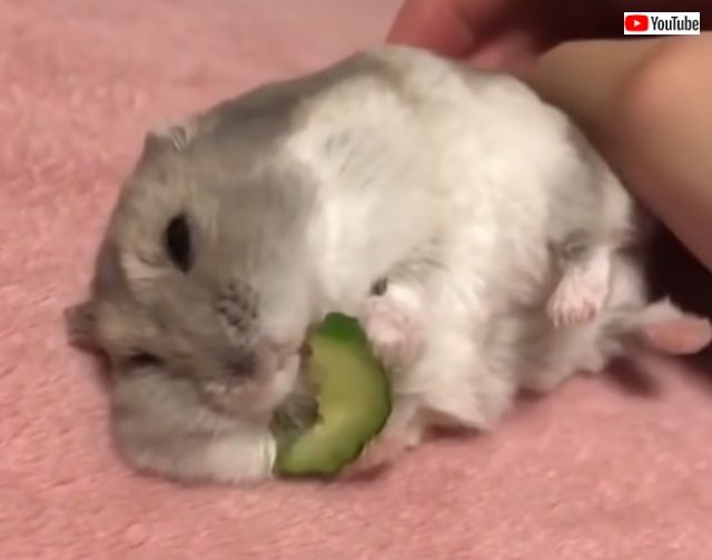 cutebabieanimals6_640