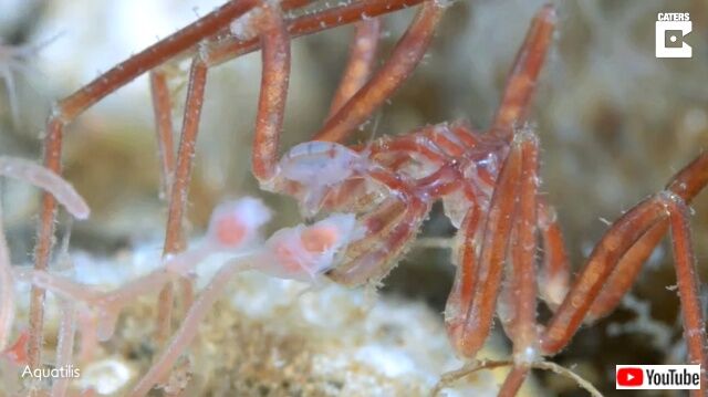 seaspider4_640