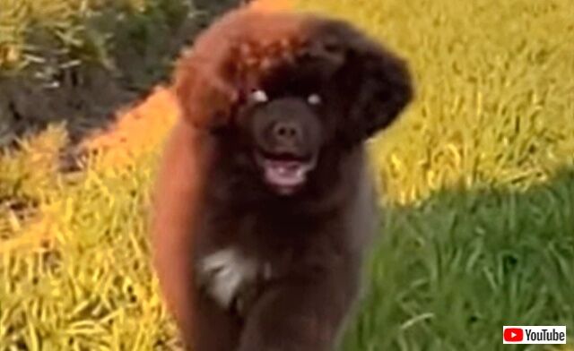 newfie3_640