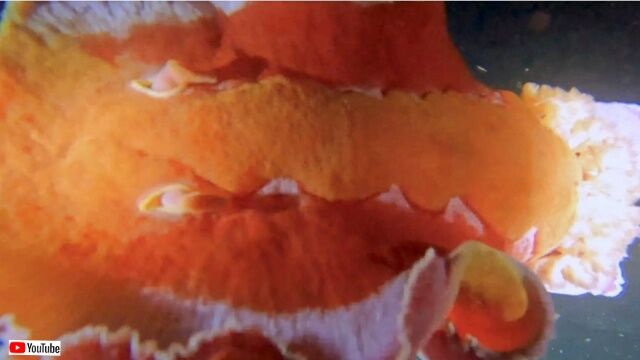 20230202_054547_batch