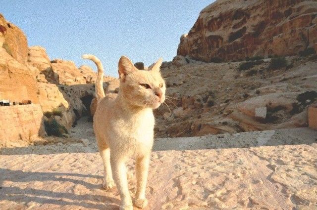 catintheworld8_e