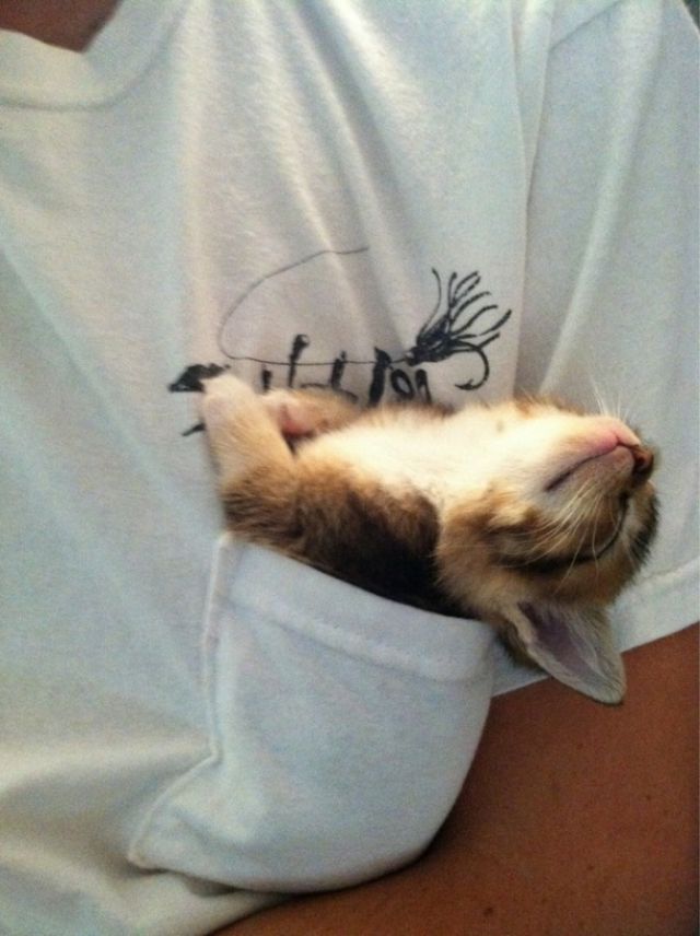 Happy-kitty-in-a-pocket
