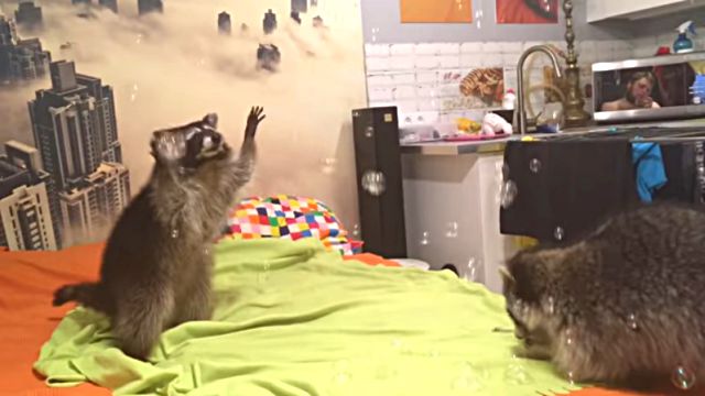 racoons1