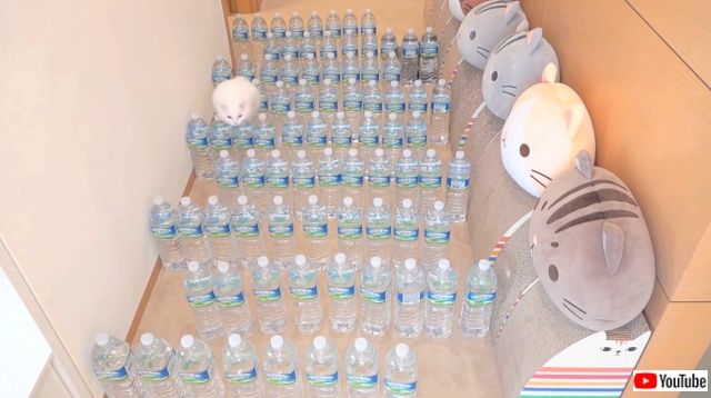 catsnbottles3_640