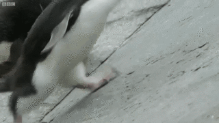 rockhopper-penguin-sliding-iloveimg-resized