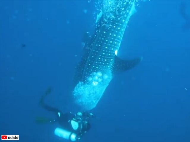 whalesharkattack6_640