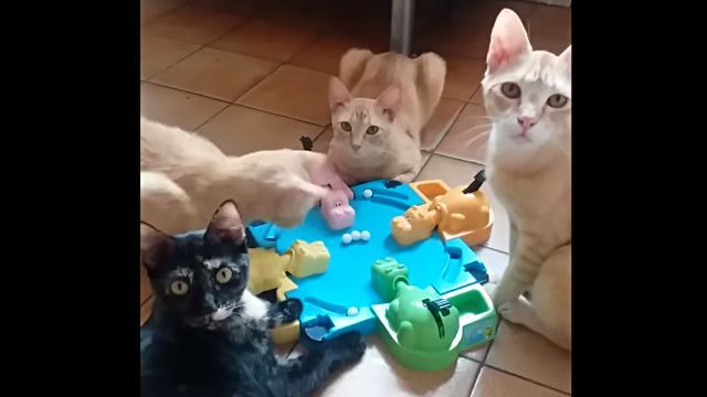 hungryhippo2