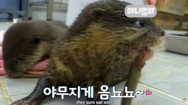 babyotters6_e