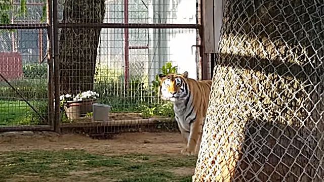 tiger4