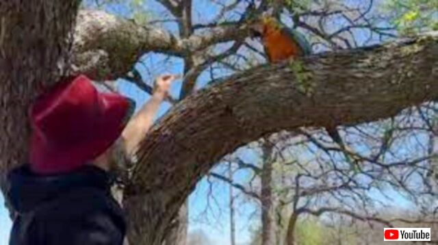 「それめっちゃ美味しそう！」鷹の攻撃をかわして3日間木の上で過ごしたインコ、ドリトスの魅力に勝てず無事保護される