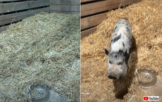 pig7_640