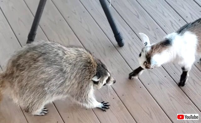 raccoonandgoat1_640