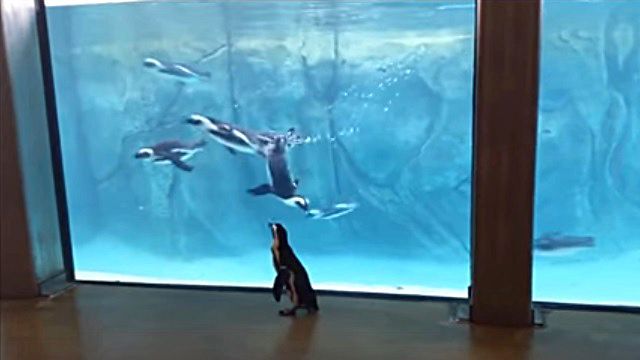 penguinwatch3