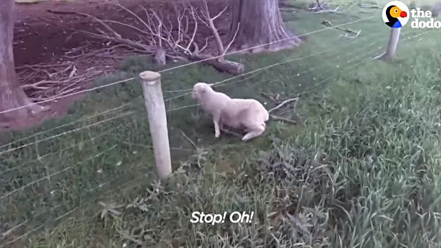 sheep6